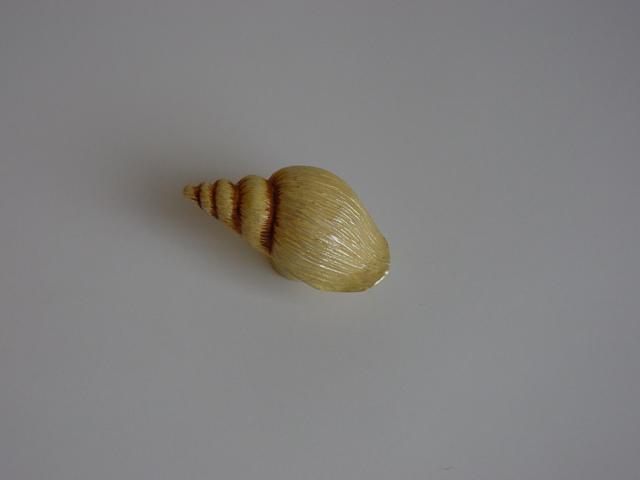 H 029-52 TENGERI CSIGA BEIGE GOMB 0